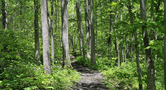 Carolinian Forest