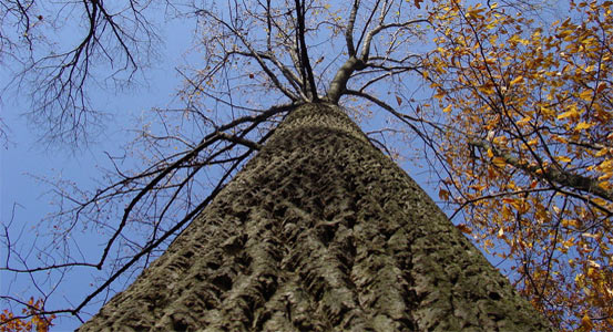 Tulip Tree