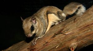 Flying Squirrel