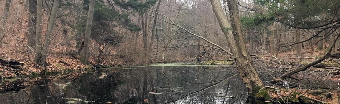 Wetlands in Marcy's Woods