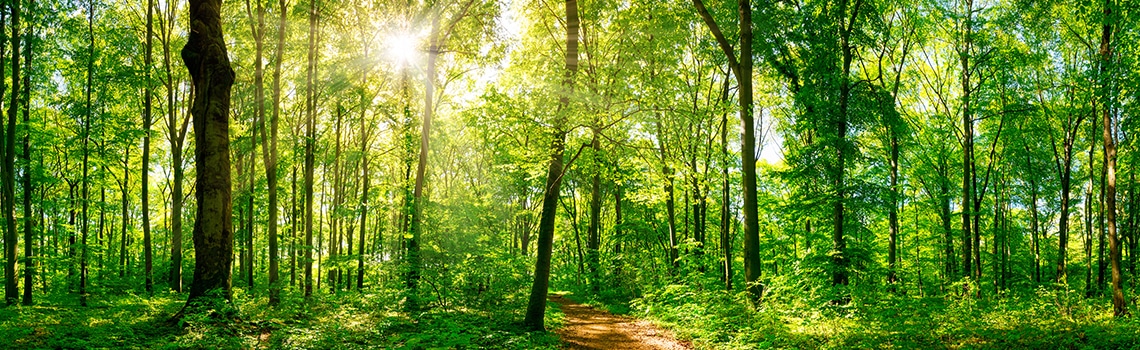 Vegetation in Marcy's Woods