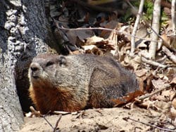 Woodchuck in Marcy's Woods